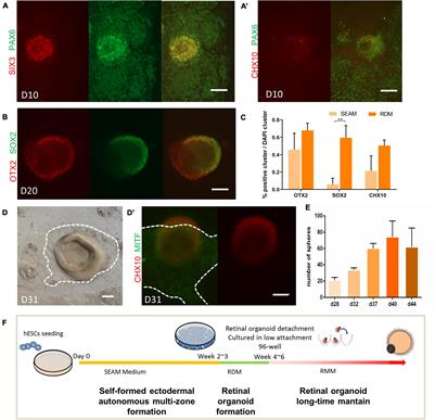 Generation and Staging of Human Retinal Organoids Based on Self-Formed Ectodermal Autonomous Multi-Zone System